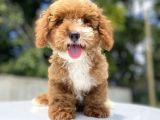 Özel Renk Malti̇poo Di̇zayn Irk