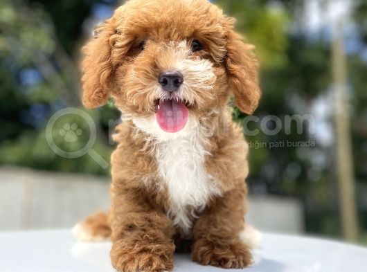 Özel Renk Malti̇poo Di̇zayn Irk görsel