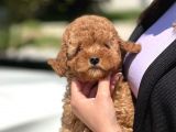 Safkan Toy Poodle Yavruları