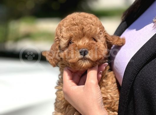 Safkan Toy Poodle Yavruları