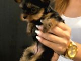 Dişi Yorkshire Terrier A Kalite Safkan