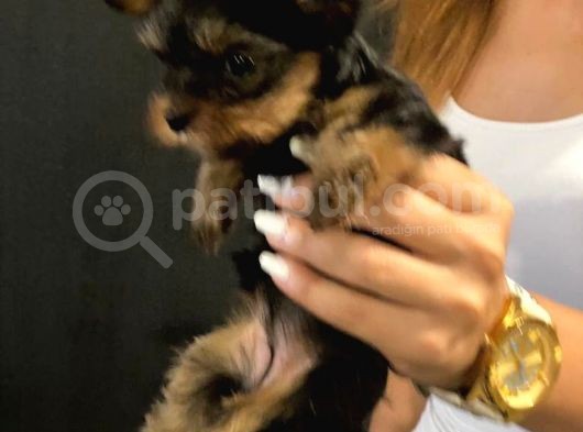 Dişi Yorkshire Terrier A Kalite Safkan görsel