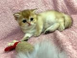 British Shorthair Golden