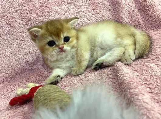 British Shorthair Golden