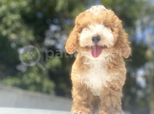 Gerçek Malti̇poo Orji̇nal Yavrular görsel