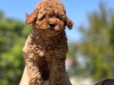 Safkan Toy Poodle Yavruları