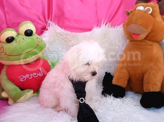 2 Aylık Maltese Terrierlerimiz Yeni Yuva Arıyor görsel