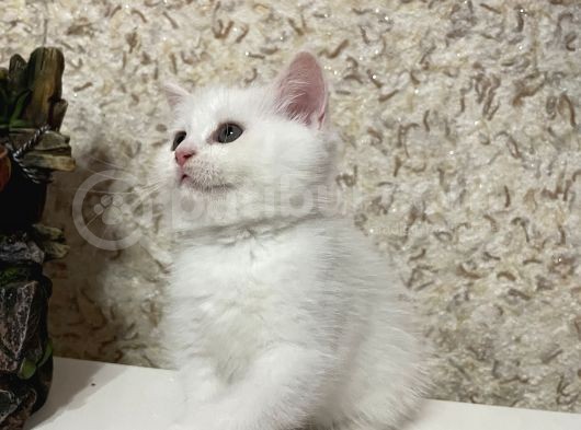 2Aylık Safkan British Beyaz Bursa görsel