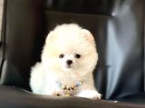 Safkan Pomeranian Boo Yavrular