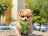 Safkan Pomeranian Boo Yavrular