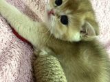 British Shorthair Golden