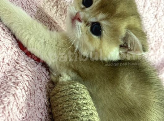 British Shorthair Golden görsel