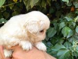 İmperial Pekines