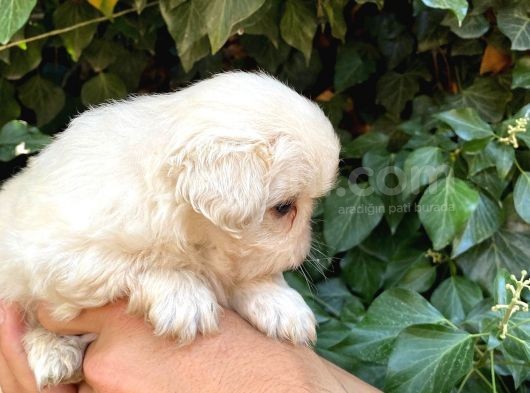İmperial Pekines görsel