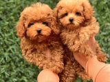 Sevi̇mli̇ Toy Poodle Yavrular