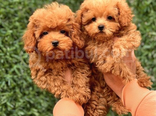 Sevi̇mli̇ Toy Poodle Yavrular görsel