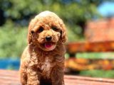 Bebek Surat Toy Poodle Yavrular