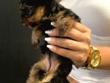 Dişi Yorkshire Terrier A Kalite Safkan
