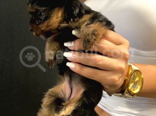 Dişi Yorkshire Terrier A Kalite Safkan görsel