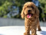 Di̇şi̇ Erkek Poodle Bebekleri̇mi̇z
