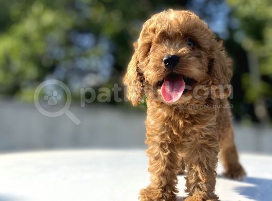 Di̇şi̇ Erkek Poodle Bebekleri̇mi̇z görsel