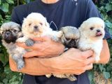 İmperial Pekines