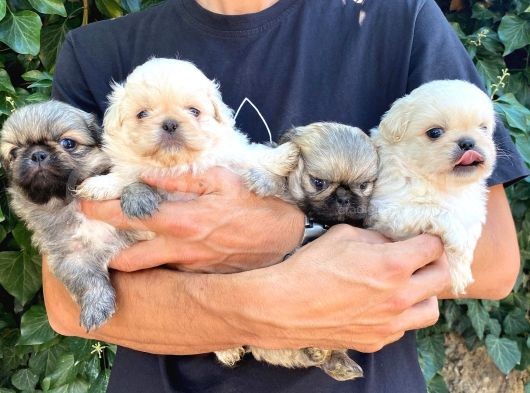 İmperial Pekines görsel