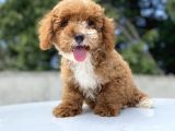 Özel Renk Malti̇poo Di̇zayn Irk