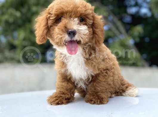 Özel Renk Malti̇poo Di̇zayn Irk görsel