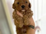 Sağlik Ve Irk Garanti̇li̇ Red Brown Toy Poodle