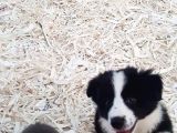 Border Colli̇e Yavrulari Mama Malzeme Kampanyali