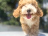 Gerçek Malti̇poo Orji̇nal Yavrular