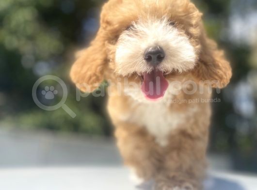 Gerçek Malti̇poo Orji̇nal Yavrular