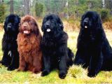 Newfoundland Yavrulari Secereli̇