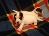 Jack Russel Terri̇er Yavrulari Mama Ve Malzeme Kampanyali
