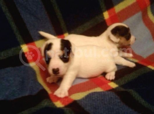 Jack Russel Terri̇er Yavrulari Mama Ve Malzeme Kampanyali görsel