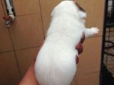 Jack Russel Terri̇er Yavrulari Mama Ve Malzeme Kampanyali