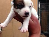 Jack Russel Terri̇er Yavrulari Mama Ve Malzeme Kampanyali