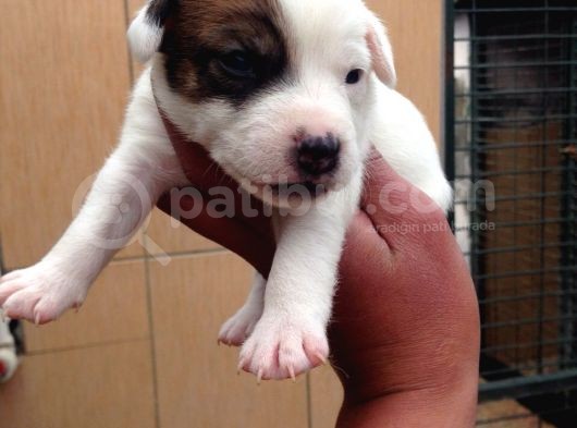 Jack Russel Terri̇er Yavrulari Mama Ve Malzeme Kampanyali görsel