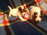 Jack Russel Terri̇er Yavrulari Mama Ve Malzeme Kampanyali