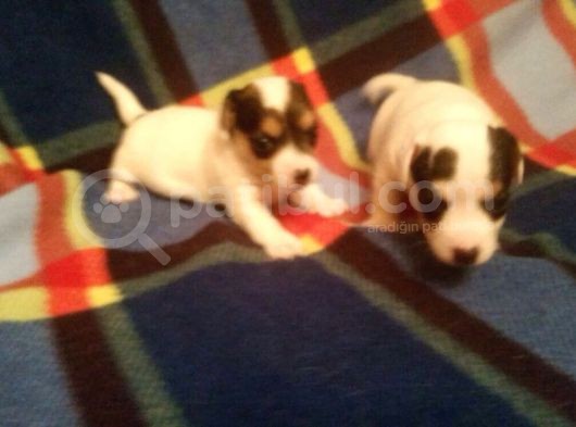 Jack Russel Terri̇er Yavrulari Mama Ve Malzeme Kampanyali görsel
