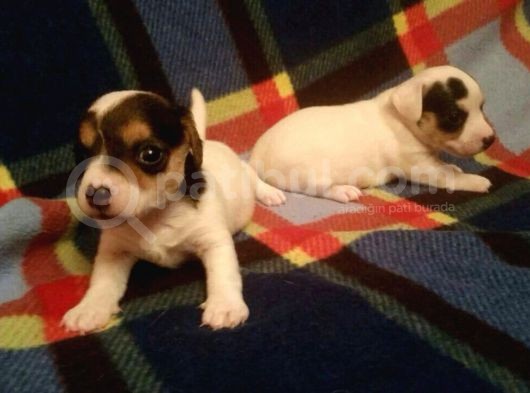 Jack Russel Terri̇er Yavrulari Mama Ve Malzeme Kampanyali