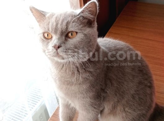 British Shorthair görsel
