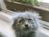 Uygun Safkan Scottish Fold  Sahiplendirme