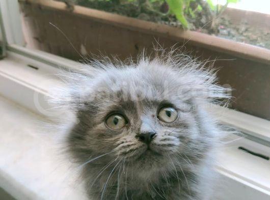 Uygun Safkan Scottish Fold  Sahiplendirme görsel