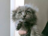Uygun Safkan Scottish Fold  Sahiplendirme