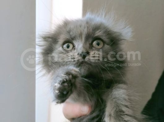 Uygun Safkan Scottish Fold  Sahiplendirme
