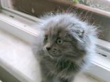 Uygun Safkan Scottish Fold  Sahiplendirme
