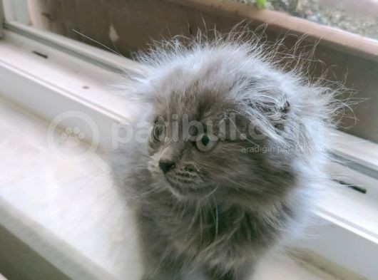 Uygun Safkan Scottish Fold  Sahiplendirme görsel