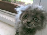Uygun Safkan Scottish Fold  Sahiplendirme